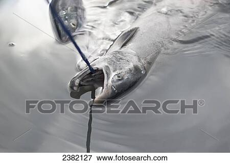 Stock Photo - Chum salmon on a string caught at Jim's Creek; Palmer, Alaska, United States of America. Fotosearch