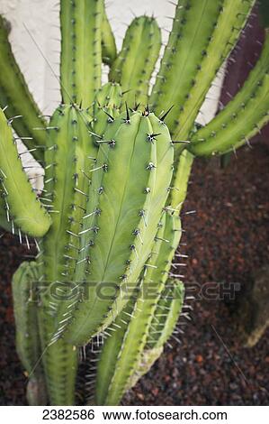 Close up of a cactus plant; Honolulu, Oahu, Hawaii, United States of America View Large Photo Image Stock Photograph - Close up of a cactus plant; Honolulu, Oahu, Hawaii, United States of America. Fotosearch
