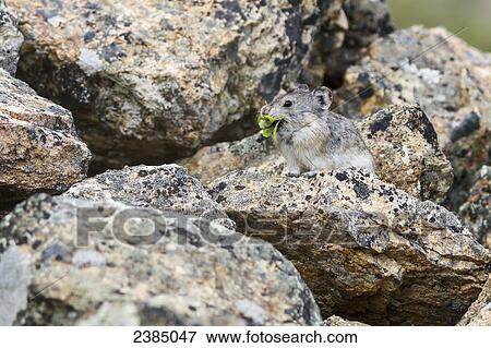 Stock Photo - Close up of a Collared Pika (Ochotona collaris) sitting on a rock with green vegetation in his mouth in Polychrome Pass, Denali National Park; Alaska, United States of America. Fotosearch