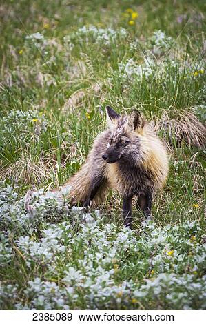 Close up of a Cross Fox (Vulpes vulpes) in green tundra and wildflowers in Denali National Park; Alaska, United States of America View Large Photo Image Stock Photo - Close up of a Cross Fox (Vulpes vulpes) in green tundra and wildflowers in Denali National Park; Alaska, United States of America. Fotosearch