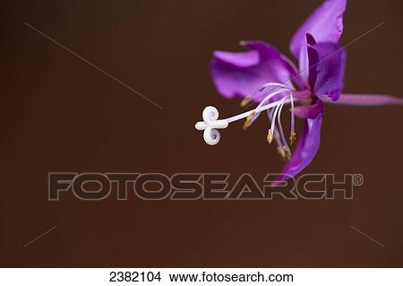 Close up of a fireweed flower in summer; Palmer, Alaska, United States of America View Large Photo Image Picture - Close up of a fireweed flower in summer; Palmer, Alaska, United States of America. Fotosearch