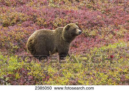 Close up of a grizzly bear (ursus arctos horribilis) standing in colorful red blueberry bushes in autumn, Denali National Park; Alaska, United States of America View Large Photo Image Stock Image - Close up of a grizzly bear (ursus arctos horribilis) standing in colorful red blueberry bushes in autumn, Denali National Park; Alaska, United States of America. Fotosearch