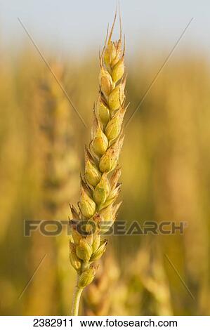 Stock Image - Close up of a head of wheat; Beiseker, Alberta, Canada. Fotosearch