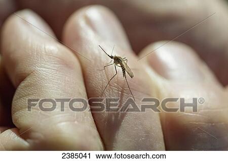 Close up of a mosquito standing on a man's finger, Denali National Park; Alaska, United States of America View Large Photo Image Stock Image - Close up of a mosquito standing on a man's finger, Denali National Park; Alaska, United States of America. Fotosearch