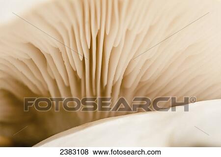 Close up of a mushroom, Banc de Portneuf at Portneuf-sur-Mer, Cote-Nord, Manicouagan region; Quebec, Canada View Large Photo Image Stock Photo - Close up of a mushroom, Banc de Portneuf at Portneuf-sur-Mer, Cote-Nord, Manicouagan region; Quebec, Canada. Fotosearch