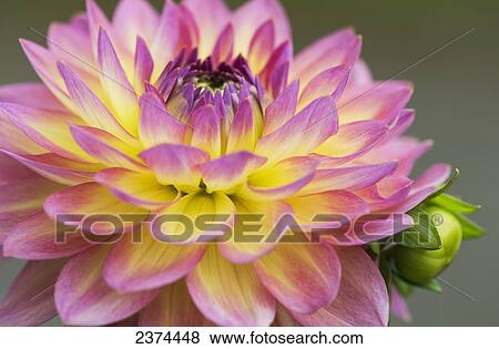 Stock Photo - Close up of a pink and yellow dahlia; Astoria, Oregon, United States of America. Fotosearch