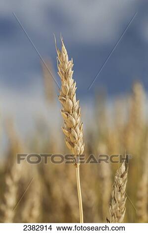 Close up of a ripe wheat head with blue sky and clouds; Beiseker, Alberta, Canada View Large Photo Image Picture - Close up of a ripe wheat head with blue sky and clouds; Beiseker, Alberta, Canada. Fotosearch