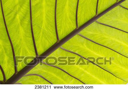 Stock Image - Close up of a Taro leaf; Maui, Hawaii, United States of America. Fotosearch