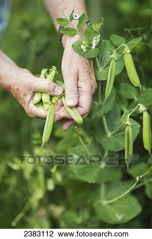 Close up of a woman's hands picking peas from the garden; Richmond, British Columbia, Canada View Large Photo Image Stock Image - Close up of a woman's hands picking peas from the garden; Richmond, British Columbia, Canada. Fotosearch