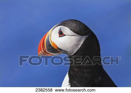 Stock Photo - Close up of Atlantic Puffin (Fratercula arctica) at Ile aux Perroquets, Mingan Archipelago National Park Reserve of Canada, Cote-Nord, Duplessis region; Quebec, Canada. Fotosearch