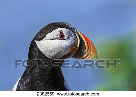 Stock Photo - Close up of Atlantic Puffin (Fratercula arctica) at Ile aux Perroquets, Mingan Archipelago National Park Reserve of Canada, Cote-Nord, Duplessis region; Quebec, Canada. Fotosearch