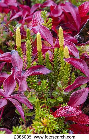 Stock Photography - Close up of colorful fall foliage and clubmoss at Wonder Lake, Denali National Park; Alaska, United States of America. Fotosearch