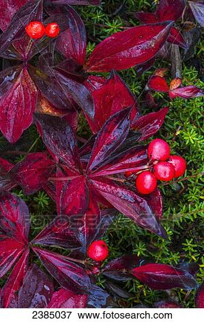 Stock Photo - Close up of colourful autumn bunchberries (Cornus canadensis) at Wonder Lake, Denali National Park; Alaska, United States of America. Fotosearch