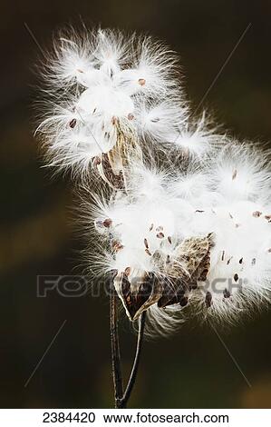 Stock Image - Close up of Common Milkweed (Asclepias syriaca); Blanche, Outaouais region, Quebec, Canada. Fotosearch