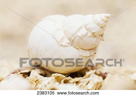 Close up of Common northern whelk (Buccinum undatum), Seashell Valley in the Jardin des Glaciers near Baie-Comeau, Cote-Nord, Manicouagan region; Quebec, Canada View Large Photo Image Stock Photography - Close up of Common northern whelk (Buccinum undatum), Seashell Valley in the Jardin des Glaciers near Baie-Comeau, Cote-Nord, Manicouagan region; Quebec, Canada. Fotosearch