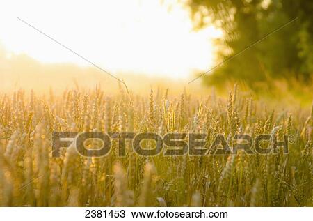 Close up of corn field in the early morning, near the Cotswold village of Lower Slaughter; Gloucestershire, England View Large Photo Image Stock Image - Close up of corn field in the early morning, near the Cotswold village of Lower Slaughter; Gloucestershire, England. Fotosearch