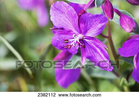 Close up of Fireweed; Palmer, Alaska, United States of America View Large Photo Image Stock Image - Close up of Fireweed; Palmer, Alaska, United States of America. Fotosearch