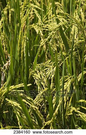 Close up of growing rice; Fang, Chiang Mai, Thailand View Large Photo Image Stock Image - Close up of growing rice; Fang, Chiang Mai, Thailand. Fotosearch