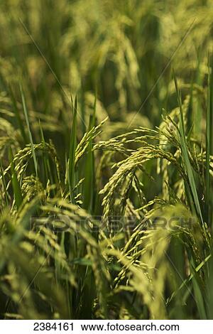 Stock Image - Close up of growing rice; Fang, Chiang Mai, Thailand. Fotosearch
