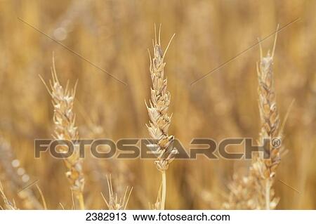 Stock Image - Close up of ripe heads of wheat; Beiseker, Alberta, Canada. Fotosearch
