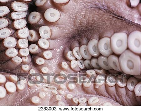 Close up of tentacles underneath an octopus; Montreal, Quebec, Canada View Large Photo Image Stock Image - Close up of tentacles underneath an octopus; Montreal, Quebec, Canada. Fotosearch