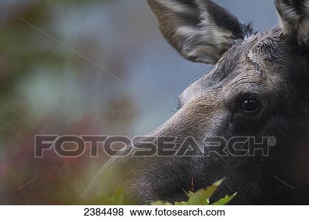 Stock Photo - Close up of the face of a moose in Algonquin Park; Ontario, Canada. Fotosearch