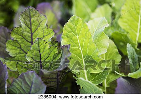 Picture - Close up of vegetable plants growing in a garden; Kachmak Bay, Alaska, United States of America. Fotosearch