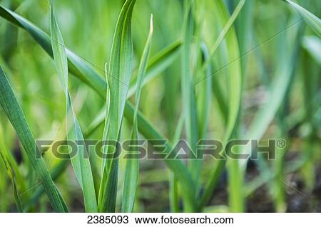 Close up of vegetable plants growing in a garden; Kachmak Bay, Alaska, United States of America View Large Photo Image Stock Image - Close up of vegetable plants growing in a garden; Kachmak Bay, Alaska, United States of America. Fotosearch