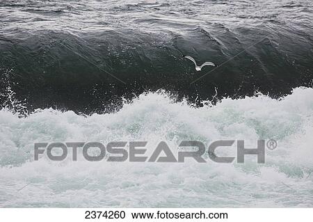 Stock Image - Close up of waterfalls in river with rapids and one gull; Whitehorse, Yukon, Canada. Fotosearch