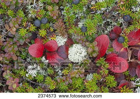 Stock Image - Colourful tundra plants near Wonder Lake in Denali National Park; Alaska, United States of America. Fotosearch