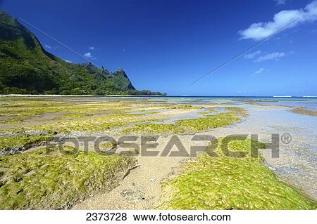 Coral and seaweed on Tunnels Beach at low tide; Kauai, Hawaii, United States of America View Large Photo Image Stock Photo - Coral and seaweed on Tunnels Beach at low tide; Kauai, Hawaii, United States of America. Fotosearch
