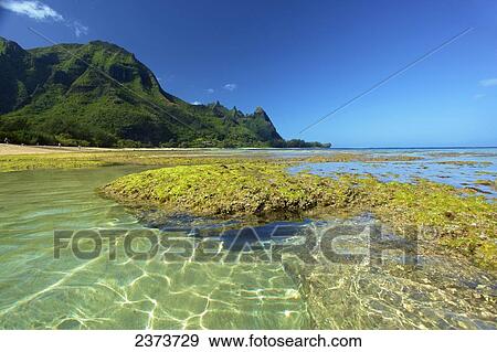Coral and seaweed on Tunnels Beach at low tide; Kauai, Hawaii, United States of America View Large Photo Image Stock Photo - Coral and seaweed on Tunnels Beach at low tide; Kauai, Hawaii, United States of America. Fotosearch