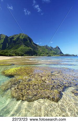 Stock Image - Coral under the surface of the shallow water off Tunnels Beach; Kauai, Hawaii, United States of America. Fotosearch