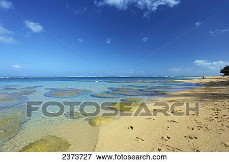 Stock Photo - Coral under the surface of the shallow water off Tunnels Beach; Kauai, Hawaii, United States of America. Fotosearch