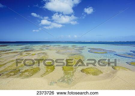 Stock Photograph - Coral under the surface of the shallow water off Tunnels Beach; Kauai, Hawaii, United States of America. Fotosearch