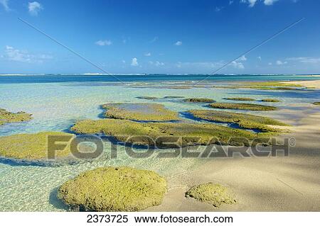 Stock Photography - Coral under the surface of the shallow water off Tunnels Beach; Kauai, Hawaii, United States of America. Fotosearch