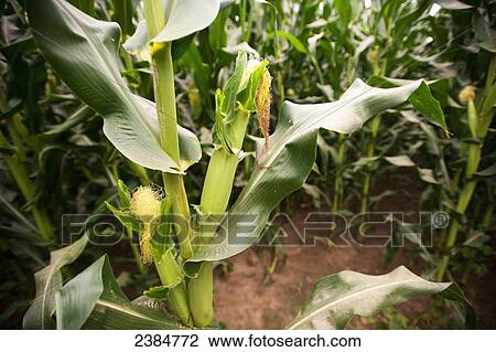 Corn leaves; Centerville, Maryland, United States of America View Large Photo Image Stock Image - Corn leaves; Centerville, Maryland, United States of America. Fotosearch