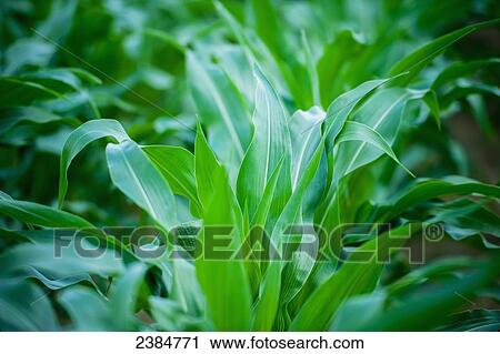Stock Image - Corn leaves; Preston, Maryland, United States of America. Fotosearch