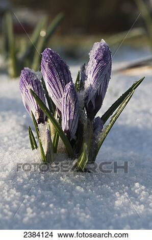 Picture - Crocus sprouts near the end of winter; Astoria, Oregon, United States of America. Fotosearch