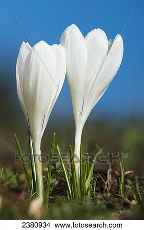 Crocuses bloom in springtime; Astoria, Oregon, United States of America View Large Photo Image Picture - Crocuses bloom in springtime; Astoria, Oregon, United States of America. Fotosearch
