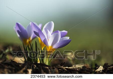 Stock Image - Crocuses in bloom in springtime; Astoria, Oregon, United States of America. Fotosearch