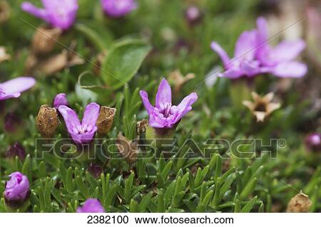 Stock Image - Cushion pink in Denali National Park and Preserve; Alaska, United States of America. Fotosearch