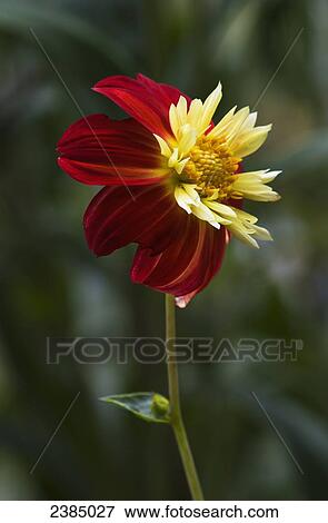 Dahlia in bloom; Astoria, Oregon, United States of America View Large Photo Image Stock Photo - Dahlia in bloom; Astoria, Oregon, United States of America. Fotosearch