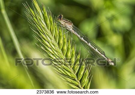 Damselfly on crested wheat grass, Grasslands National Park; Saskatchewan, Canada View Large Photo Image Stock Photograph - Damselfly on crested wheat grass, Grasslands National Park; Saskatchewan, Canada. Fotosearch