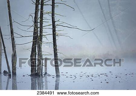 Dead trees in the mist on an unnamed pond, Algonquin Park; Ontario, Canada View Large Photo Image Stock Image - Dead trees in the mist on an unnamed pond, Algonquin Park; Ontario, Canada. Fotosearch