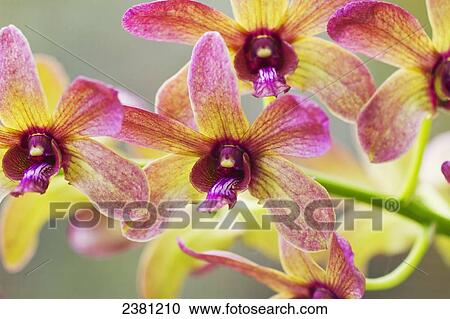 Stock Image - Dendrobium orchid, purple and yellow; Maui, Hawaii, United States of America. Fotosearch