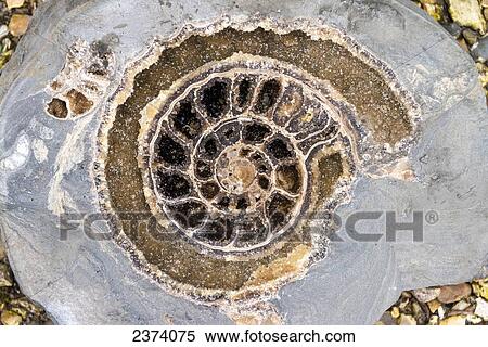 Stock Photography - Detail of crystalline ammonite found on the beach at Lyme Regis, Jurassic Coast; Dorset, England. Fotosearch