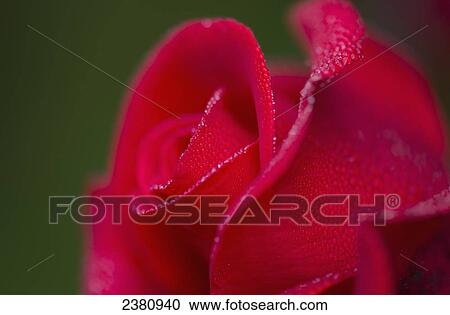 Dew covers a rose blossom; Astoria, Oregon, United States of America View Large Photo Image Stock Image - Dew covers a rose blossom; Astoria, Oregon, United States of America. Fotosearch