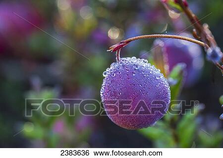 Dew droplets on a cranberry; Ontario, Canada View Large Photo Image Stock Photograph - Dew droplets on a cranberry; Ontario, Canada. Fotosearch