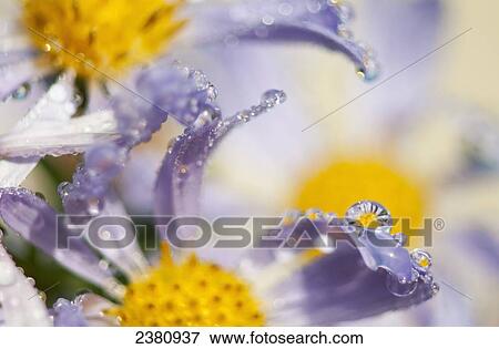 Dew drops balance on Aster blossoms; Astoria, Oregon, United States of America View Large Photo Image Stock Photo - Dew drops balance on Aster blossoms; Astoria, Oregon, United States of America. Fotosearch